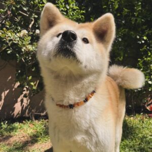 Collar de Ámbar para mascotas